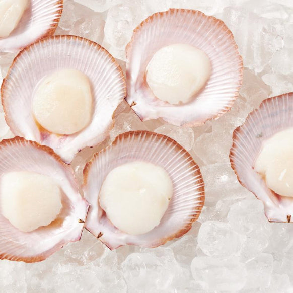 Half-Shell Scallop with Roe - Buy Online - Next Day Delivery